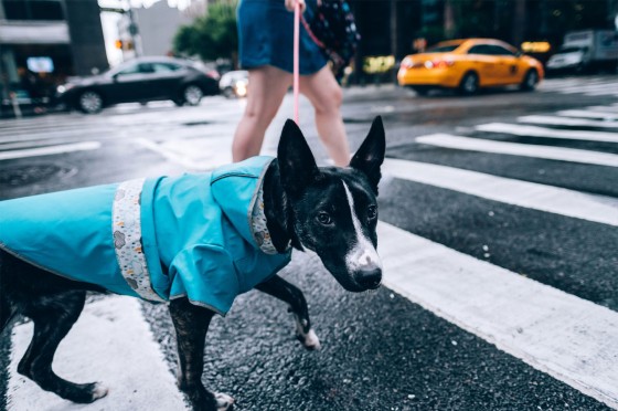 Hund mit Regencape läuft bei Regen über die Straße | Eurojackpot