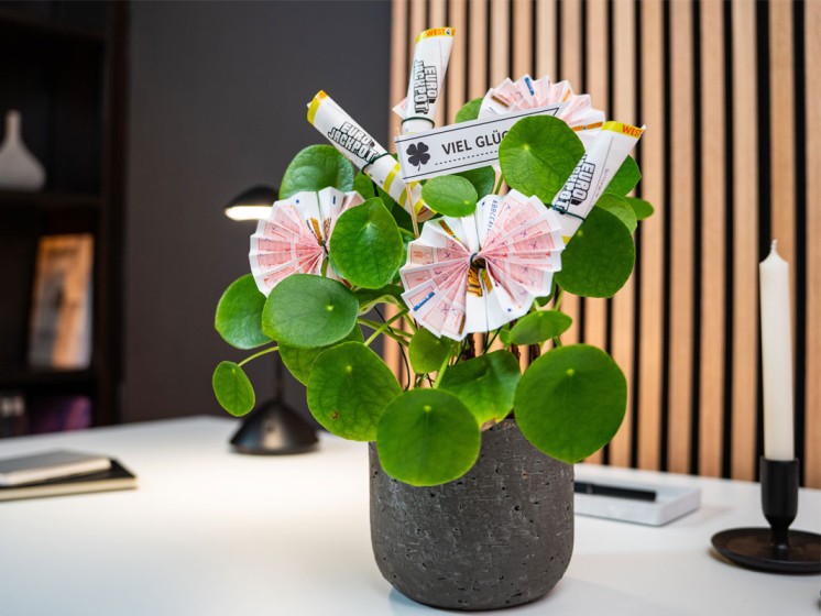 Topfpflanze – bestückt mit zu Blüten gefalteten Lotto-Scheinen | WestLotto